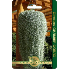 Дихондра Сильвер Фоллс 