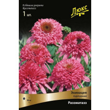 Эхинацея пурпурная Разматаз