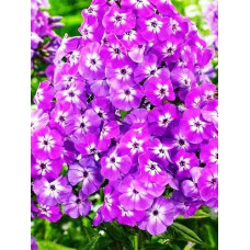 Флокс метельчатый Голиаф