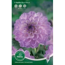 Георгина декоративная Блу Виш 