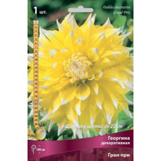 Георгина Гран-при (декоративная)