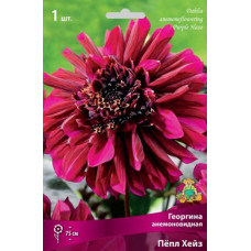 Георгина Пёпл Хейз (анемовидная)