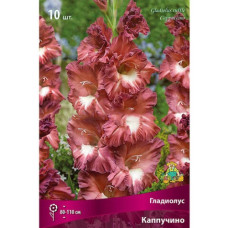 Гладиолус Каппучино 