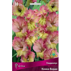 Гладиолус Конка Верде 