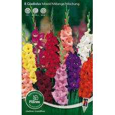 Гладиолус крупноцветковый смесь окрасок