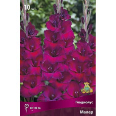 Гладиолус Малер  