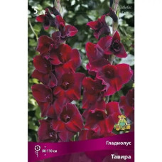 Гладиолус Тавира  
