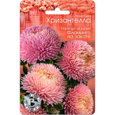 Астра Хризантелла Фламинго на закате (Биотехника)  