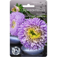 Астра Хризантелла Лунный Камень (Биотехника)