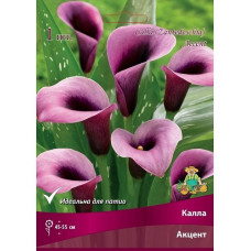 Калла Акцент 