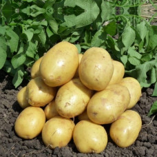 Картофель ВЕНДИ (ЭЛИТА) 2 кг