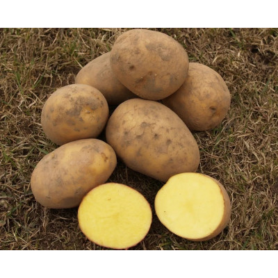 Картофель Галла (Элита) 2 кг