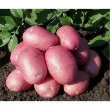 Картофель КАЛИНКА  (Элита) 2 кг
