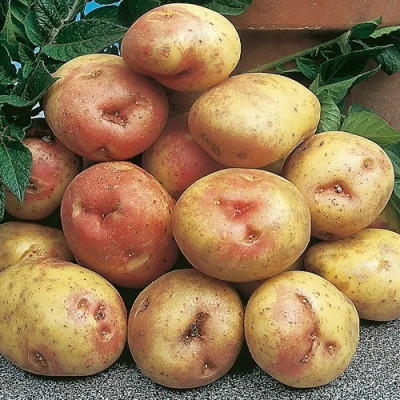 Картофель ПИКАСО 2 кг