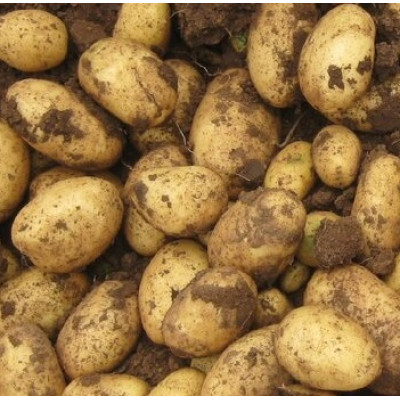 Картофель САГИТТА 2 кг Картофель САГИТТА 2 кг