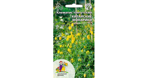 Клематис тангутский Китайкие фонарики купить с доставкой в интернет ...