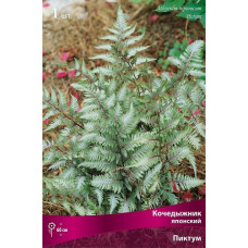 Кочедыжник Пиктум (японский)  