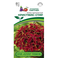 Колеус серия "КОЛОРИТ ПРЕМИУМ" КРИСТМАС СТАР
