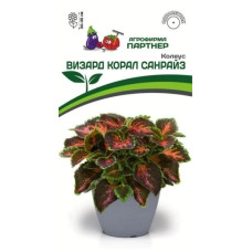 Колеус ВИЗАРД КОРАЛ САНРАЙЗ шлемниковидный