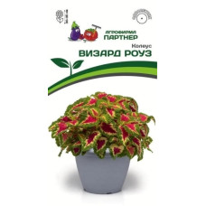 Колеус ВИЗАРД РОУЗ шлемниковидный 