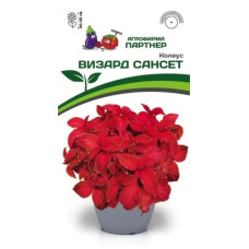 Колеус ВИЗАРД САНСЕТ