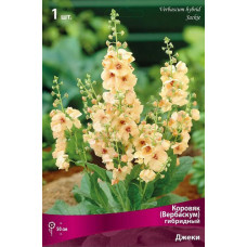 Коровяк (Вербаскум) гибридный Джеки 