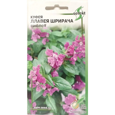 Куфея Ллавея Шрирача Виолет