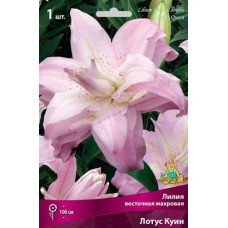 Лилия Лотус Куин (восточная)