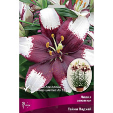 Лилия Тайни Падхай (азиатская горшечная) 