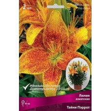 Лилия Тайни Пэррот (азиатская горшечная)