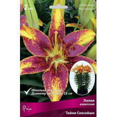 Лилия Тайни Сенсейшн (азиатская горшечная)