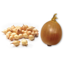 Лук-севок Купидо 0,5кг