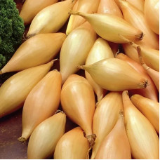 Лук-севок Шалот Золотой 21/24 (0,5 кг)