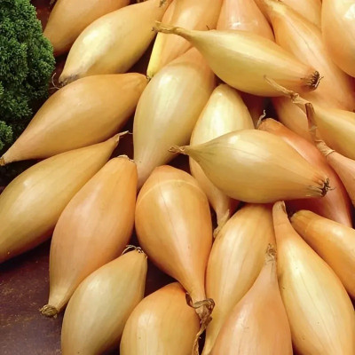 Лук-севок Шалот Золотой 21/24