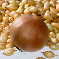 Лук-севок Коррадо 0.5кг