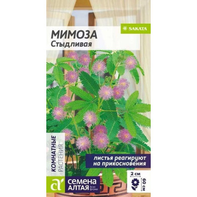 Мимоза Стыдливая 