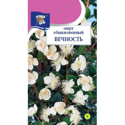 Мирт Вечность  