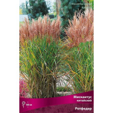 Мискантус китайский Ротфедер 