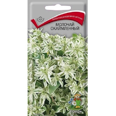 Молочай окаймленный