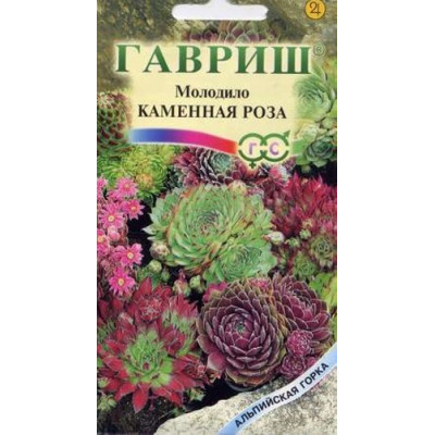 Молодило Каменная Роза