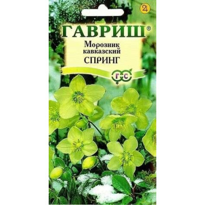 Морозник кавказский Спринг (лимонно-зеленый)