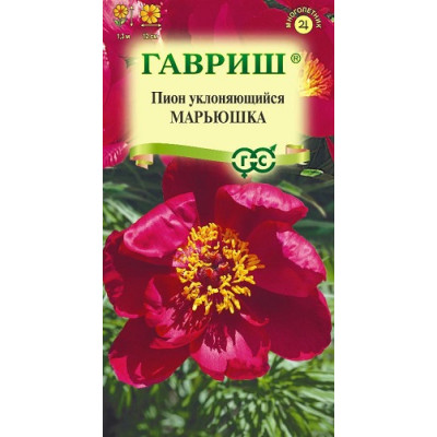 Пион уклоняющийся Марьюшка