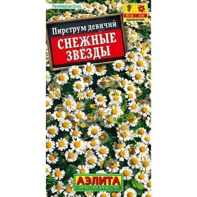 Пиретрум Снежные звезды