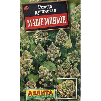 Резеда Маше Миньон