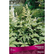 Роджерсия перистая Элеганс  