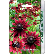 Рудбекия Черри Бренди  