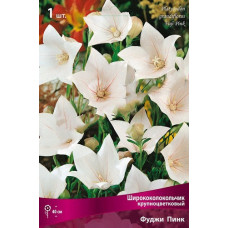 Ширококолокольчик крупноцветковый Фуджи Пинк 