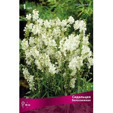 Сидальцея белоснежная 