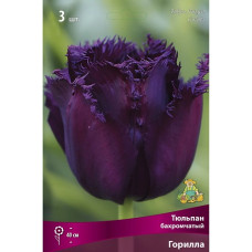Тюльпан Горилла 