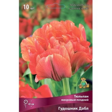 Тюльпан Гудошник Дабл